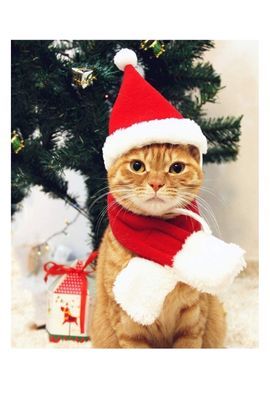 Cat Christmas Santa Hat with Scarf