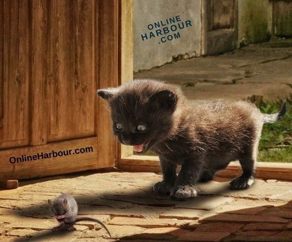 OnlineHarbour_animal cat mouse to play cute fun kitten