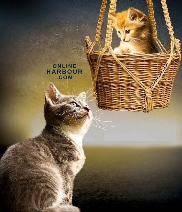 OnlineHarbour_animals cats domestic animal young cat small cat