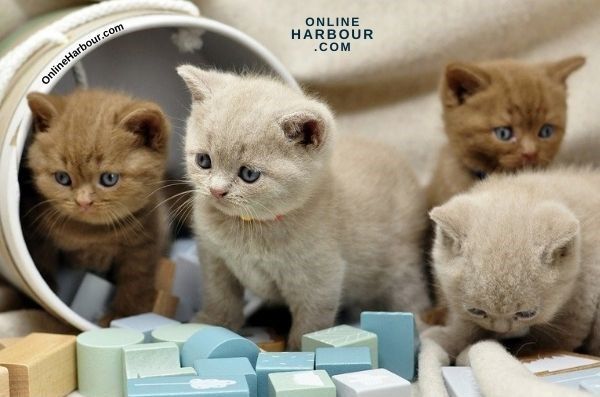 OnlineHarbour_british shorthair kitten profile portrait