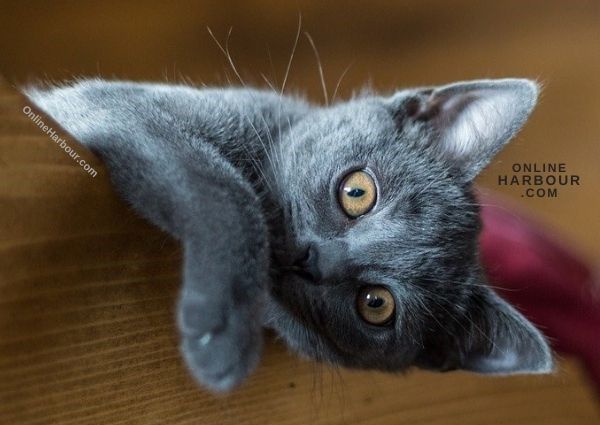 OnlineHarbour_carthusian kitten cat