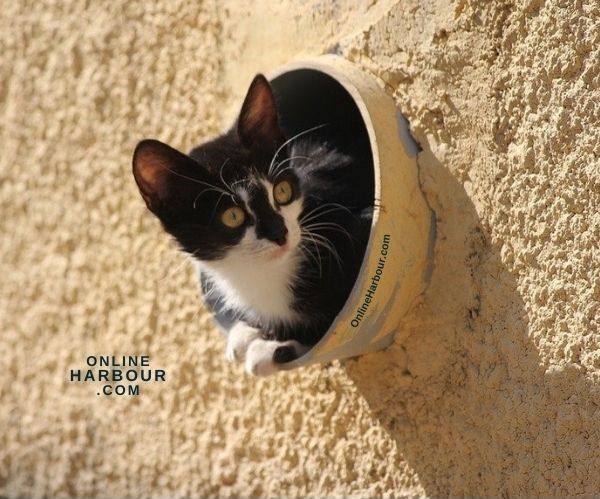 OnlineHarbour_cat black cat kitten cat in a tube hellas chios