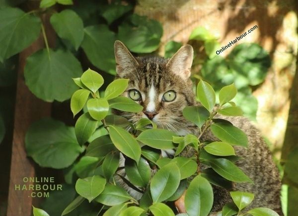 OnlineHarbour_cat cat eyes cat face mackerel domestic animal