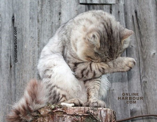 OnlineHarbour_cat cats pet grey cat fluffy cat cat washes