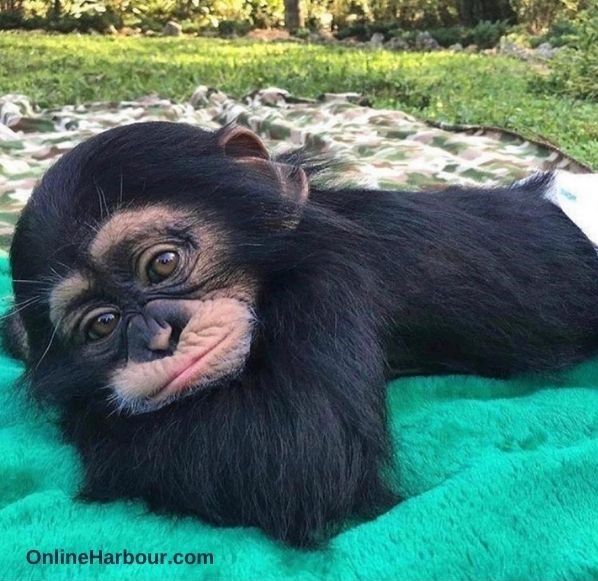 Baby Animal_Monkey_120521 1105