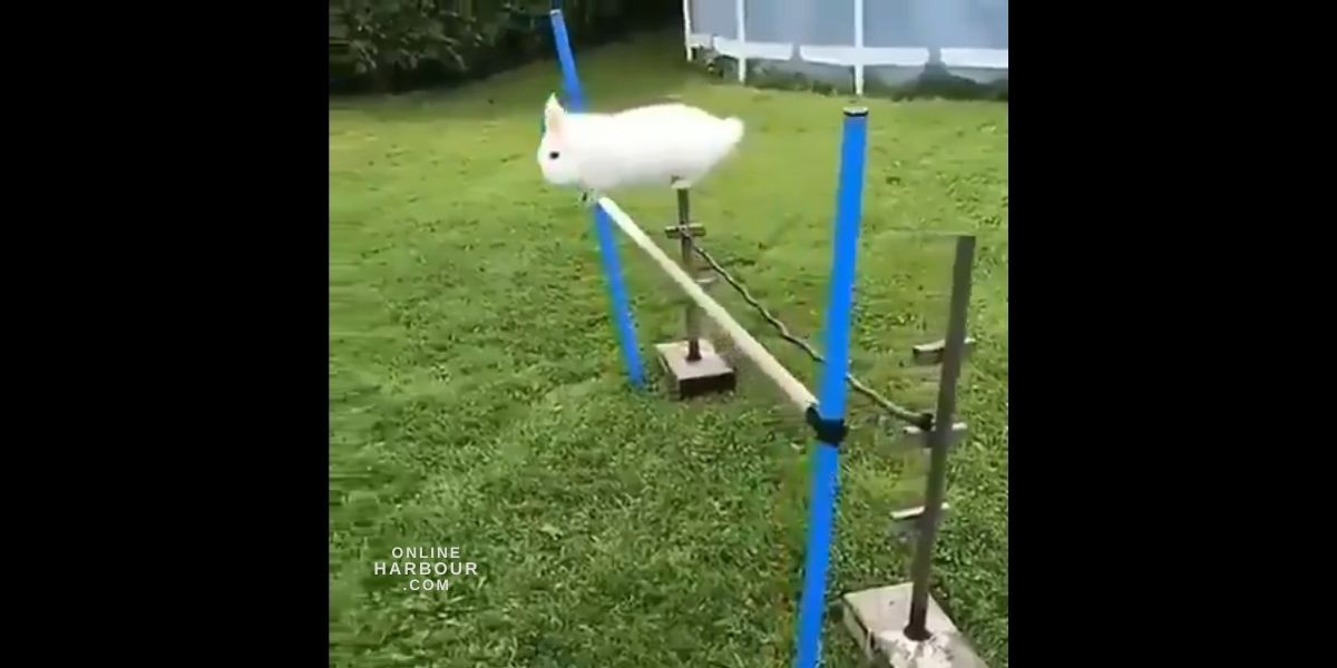 Video of cute bunny and the winner is