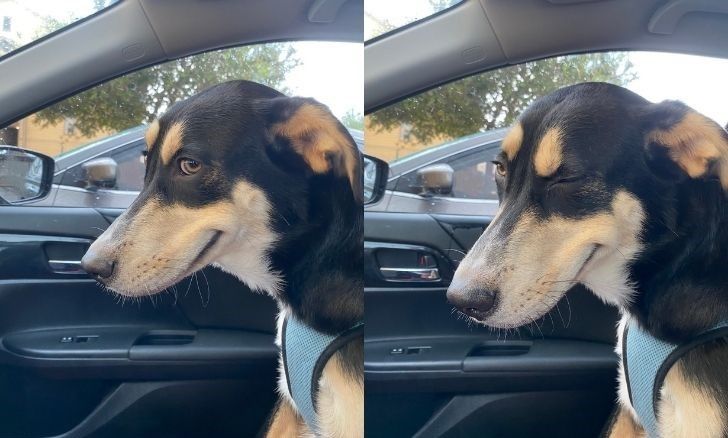 Funny cute dog _OnlineHarbour website