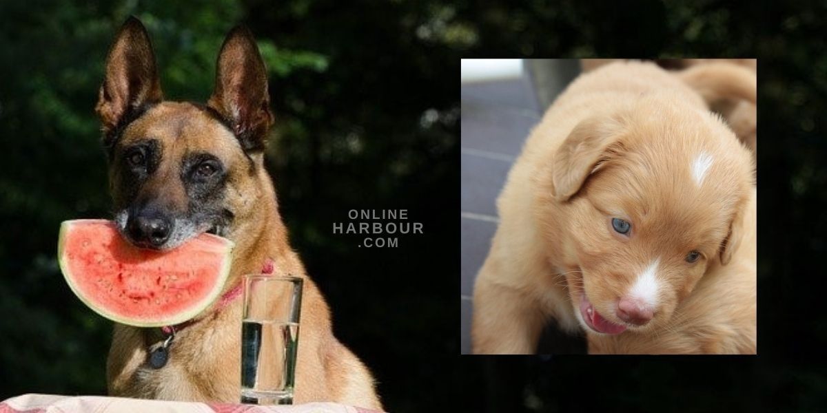 Photos of Funny and Cute Dogs_OnlineHarbour community