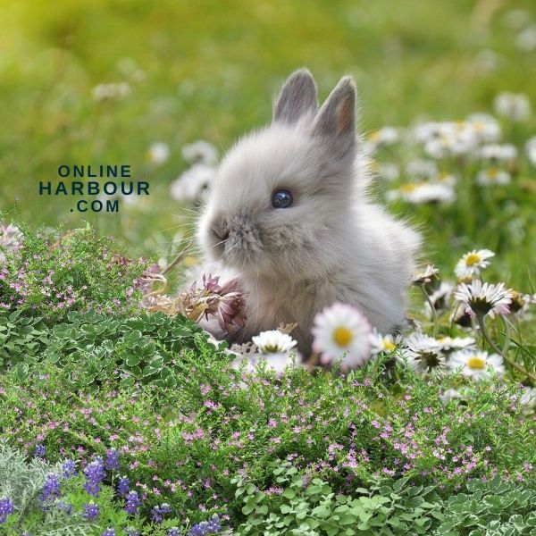 Easter bunny rabbit easter festival easter bunny_OnlineHarbour