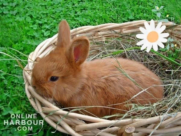 animals bunny cute lawn nature_OnlineHarbour