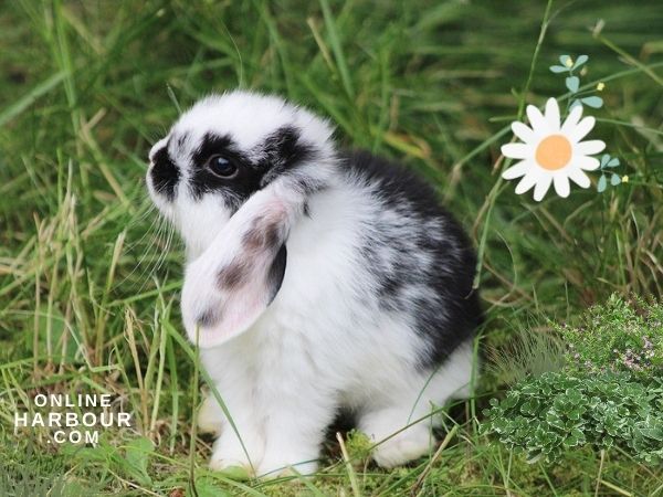 rabbit dwarf rabbit bunny pet baby bunny_OnlineHarbour