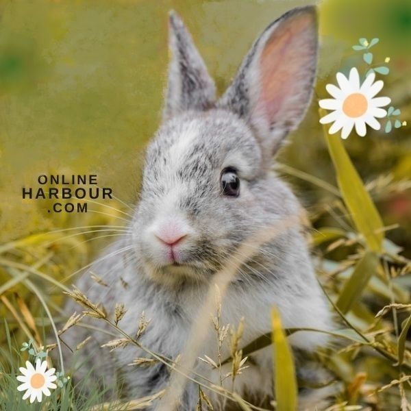 rabbit mammal fauna species wildlife bunny_OnlineHarbour
